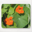 Search for bright orange flower electronics Summer