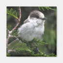 Search for jay magnets Wild
