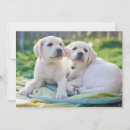 Search for labrador thank you cards Yellow labrador retriever