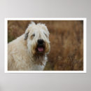Search for wheatens posters Soft coated wheaten terrier