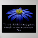 Search for african daisy art Floral