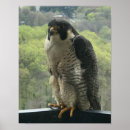 Search for falconer art Raptor