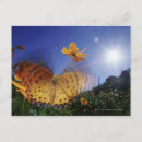 Search for flap postcards Freedom