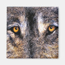 Search for wild wolves magnets Dog