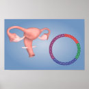 Search for female reproduction posters Oviduct