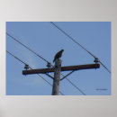 Search for pole photography Nature