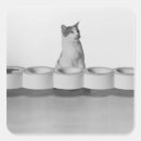 Search for black cat sitting stickers Studio shot