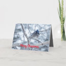 Search for blue jay christmas cards Nature