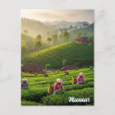 Search for plantation postcards Landscape