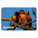 Search for lorikeet magnets Australian