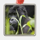 Search for black forest christmas tree decorations Wildlife