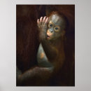 Search for ape pics posters Animal