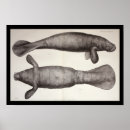 Search for manatee posters Marine biology