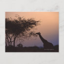 Search for reticulated postcards Nature