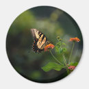 Search for swallowtail butterfly magnets Garden