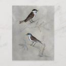Search for aviary postcards Grey