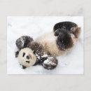Search for winter photo postcards Snow