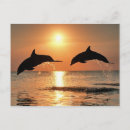 Search for romantic postcards Nature
