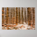 Search for beautiful forest posters Trees