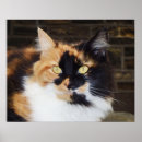 Search for calico cat posters Cats