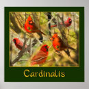 Search for cardinalis posters Nature