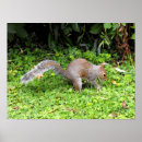 Search for gray squirrel posters Wildlife