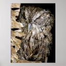 Search for funny owl art Animals