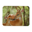 Search for buck magnets Animals