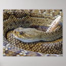 Search for rattlesnake Snake skin