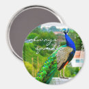 Search for peacocks magnets Bird