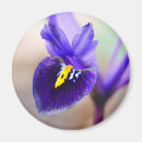 Search for iris magnets Blue