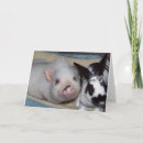 Search for piglets cards Pets