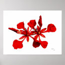 Search for poinciana posters Flower