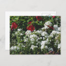 Search for hibiscus flower postcards Floral