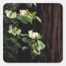 Search for dogwood flowers stickers Tree