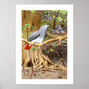 Search for african grey parrots art Gray