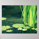 Search for padding posters Lilypad
