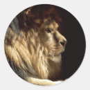 Search for king of jungle stickers Lions