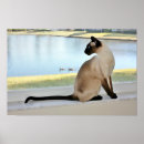 Search for siamese cat art Seal point