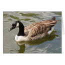 Search for canada goose cards Nature