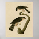 Search for sharp posters Bird