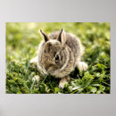 Search for one animal posters Bunny