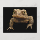 Search for tadpole postcards Nature
