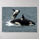 Search for killer whale posters Alaska