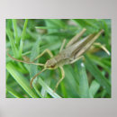 Search for hopper posters Animals