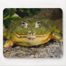 Search for burrowing mousepads Nature