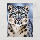 Search for leopard portrait postcards Wildlife