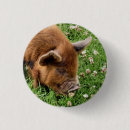 Search for farm animal badges Pigs