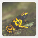 Search for poison dart frog stickers Full length