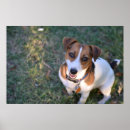 Search for jack russell posters Terrier